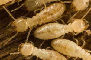 Termite control dunwoody ga